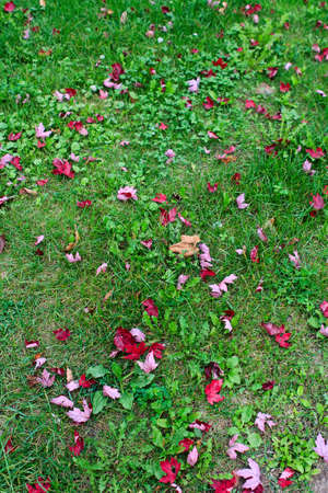 Red Canadian maple leaves on green grass, fall autumn season, view from above, card wallpaper with...