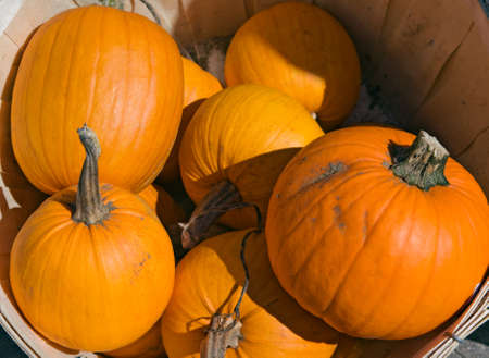 Fresh harvest, pumpkins in basket, Halloween Thanksgiving concept, closeup