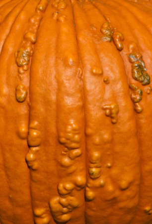 Fresh harvest, orange yellow pumpkin, Halloween Thanksgiving concept, closeup, macro, wallpaperの写真素材