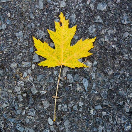 Yellow Canadian maple leaf on grey stone pavement, fall autumn season, closeup, card with background copy spaceの写真素材