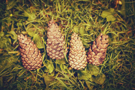Blurry, soft focus closeup of four pine cones on ground among green leaves and grass film effect, low contrast, selective focusの写真素材