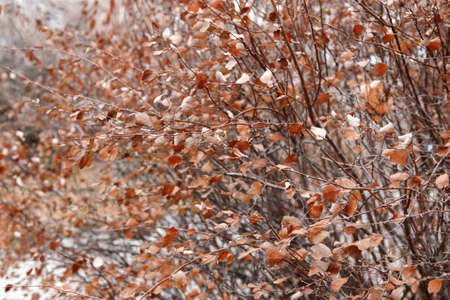 Closeup macro of white red orange autumn fall withered  leaves on tree bush branches. Toned with filter, copyspace for textの写真素材