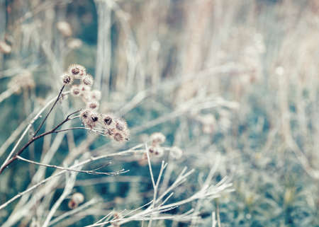 Beautiful fairy dreamy magic burdock thorns, toned with  vsco filter in retro vintage color pastel washed out style, soft selective focus with lens sun flare, copyspace for textの写真素材