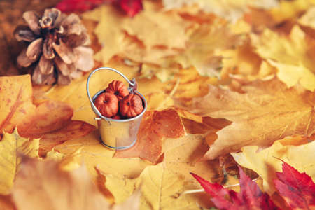 Beautiful close up image shot with colorful yellow red dry autumn fall maple leaves, bucket with pumpkin pods and pine cone, fall season, card wallpaper, textured background, copyspaceの写真素材
