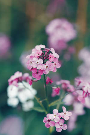 Beautiful fairy dreamy magic red pink flowers with dark green blue leaves, blurry background, toned with  filter in retro vintage color pastel, soft selective focus, shallow depth of fieldの写真素材