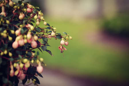 Bush group of small pink flowers fuchsia with green leaves, selective focus, shallow depth of field, toned with  filters, copy space for text, green backgroundの写真素材