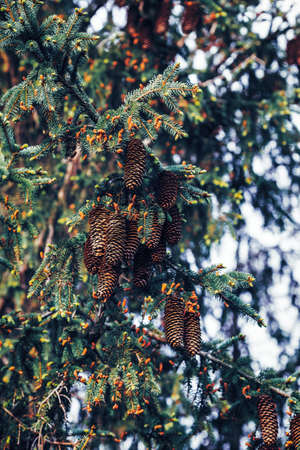 Green pine tree branches with needles and pine cones, textured background, dark low key mood, toned...