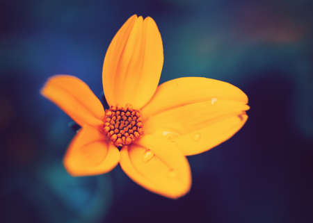 Beautiful colorful fairy dreamy magic yellow flower with water drops on leaves, blue purple blurry background, toned with  filters, soft selective focus, macro closeup nature image shotの写真素材