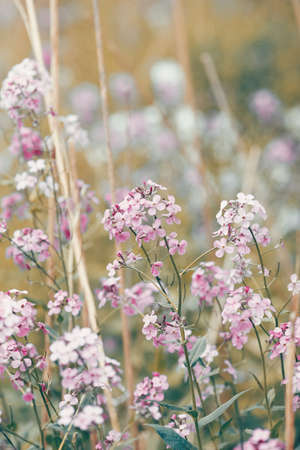 Beautiful dreamy red pink wild flowers, blurry background, toned with  vsco filter in retro vintage color pastel style, soft selective focus, shallow depth of fieldの写真素材