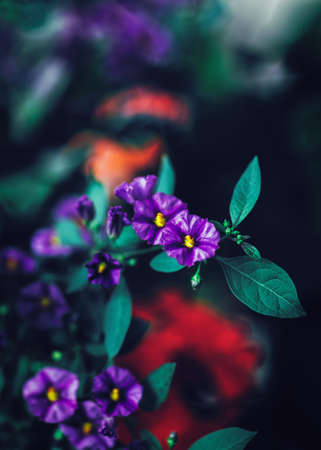 Beautiful fairy dreamy magic purple red flowers with dark green blue leaves, blurry background, toned with  filters in retro vintage color style, soft selective focus, shallow depth of fieldの写真素材