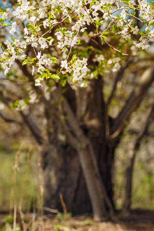 Branches of blooming spring sakura cherry tree with white flowers, blurry background with copyspace for textの写真素材