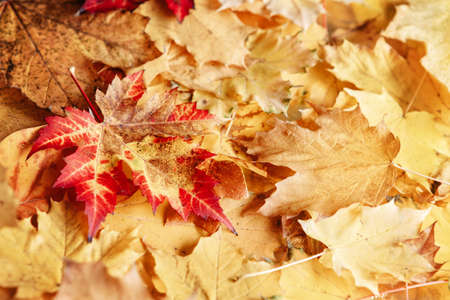 Beautiful close up image shot with colorful yellow red dry autumn fall maple leaves, fall season, view from above, card wallpaper, textured background, copyspace for textの写真素材