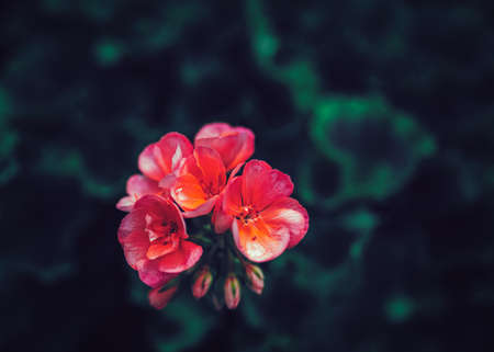 Beautiful fairy dreamy magic pink red flowers with dark green leaves, toned with  filters in retro vintage color, soft selective focus, blurry background, copyspace for textの写真素材