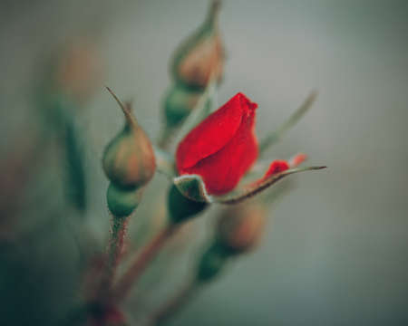Beautiful fairy dreamy magic red crimson rose flowers on faded blurry green background, toned with  filters in retro vintage style with film effect, soft selective focusの写真素材