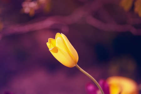 Beautiful fairy dreamy magic yellow one tulip flowers with colorful  bokeh toned with  filters  in retro vintage color, soft selective focus, shallow depth of field, blurry backgroundの写真素材