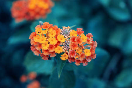 Beautiful fairy dreamy magic red yellow orange flower lantana camara on green blue blurry background, toned with  filters in retro vintage style with film effect, soft selective focusの写真素材