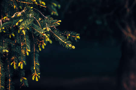 Green pine tree branches with needles and cones, background, dark low key mood, toned with  filters,...