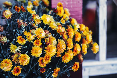 Beautiful dreamy magic yellow calendula flowers with dark green leaves, toned with instagram filters...