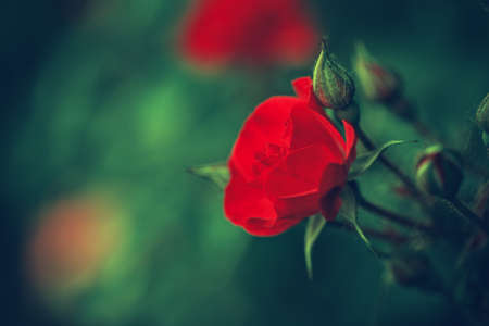 Beautiful fairy dreamy magic red crimson rose flowers on faded blurry green background, toned with  filters in retro vintage style with film effect, soft selective focusの写真素材
