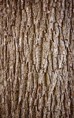 Closeup of texture background of an old oak tree bark