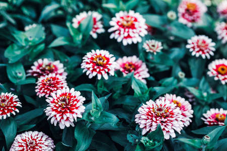Beautiful fairy dreamy magic red and white zinnia flowers with dark green leaves, retro vintage...