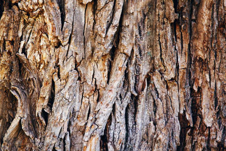 Closeup of texture background of an old oak tree bark