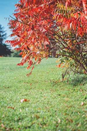 Beautiful red autumn fall tree acacia on green meadow field on sunny day, blue skyの写真素材