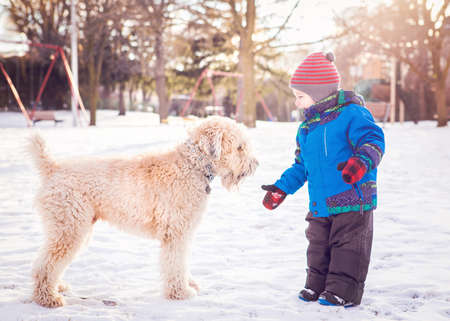 Happy toddler white Caucasian boy running and playing with white dog outdoors in winter dayの写真素材