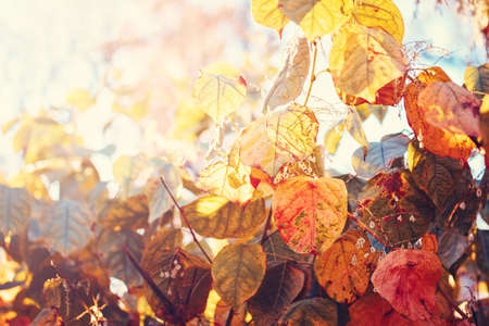 Beautiful close up image shot with colorful yellow red autumn fall leaves on tree branches, fall season, card wallpaper, textured background, copyspace for textの写真素材