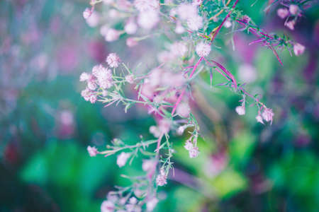 Beautiful fairy pink white small flowers on colorful dreamy magic green blue purple blurry background, soft selective focus, macro closeup nature image shot, copyspace for textの写真素材