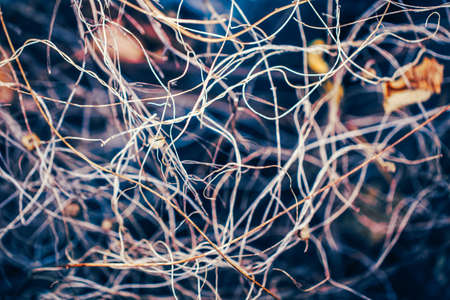 Beautiful colorful fairy dreamy magic textured background with tangled plants leaves, branches, toned with  filters, soft selective focus, abstract macro closeup nature image shotの写真素材
