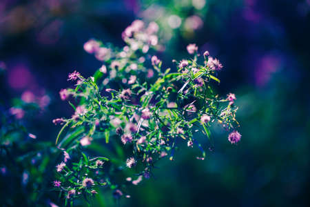 Beautiful fairy pink white small flowers on colorful dreamy magic green blue purple blurry background, soft selective focus, macro closeup nature image shot, copyspace for textの写真素材