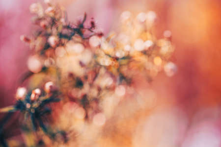 Beautiful colorful fairy dreamy magic yellow red flower blurry background, toned with filters,  macro closeup nature image shot wallpaper card, with copyspace for text.の写真素材