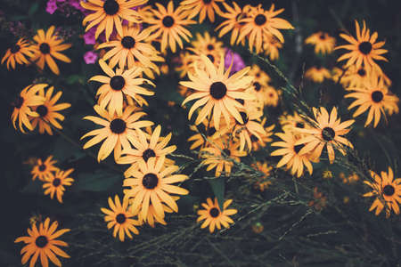 Beautiful fairy dreamy magic yellow flowers with dark green blue leaves, blurry background toned with filters in retro vintage color, garden orchard on backyardの写真素材