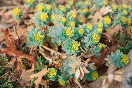 Group of many beautiful small green yellow succulents cactus on earth in flowerbed, on sunset light eveningの写真素材
