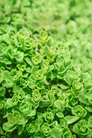 Beautiful fairy dreamy magic light yellow green plant sedum succulent with small leaves, blurry background copyspace for textの写真素材