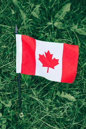 Macro closeup shot of Canadian flag with red maple leaf lying in green grass nature background outside, Canada day celebrationの写真素材