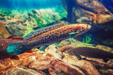 One red yellow large fish in blue water, colorful underwater world, copyspace for text, background wallpaperの写真素材