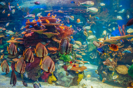 Shoal group of many red yellow tropical fishes in blue water with coral reef, colorful underwater world, copyspace for text, background wallpaperの写真素材