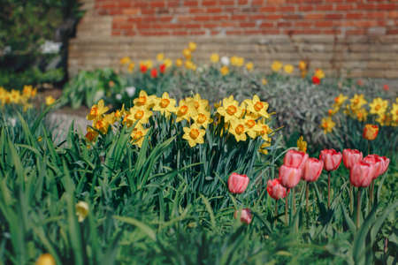Beautiful fairy dreamy red tulips and yellow narcissus flowers with dark green leaves in flowerbed...