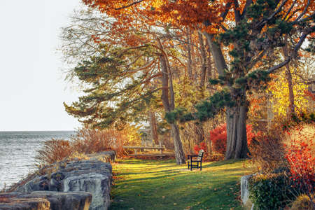 Beautiful autumn fall forest surreal colors of fantasy landscape with trees branches and red yellow leaves on the ground, park with one lonely old bench on bank shore near waterの写真素材