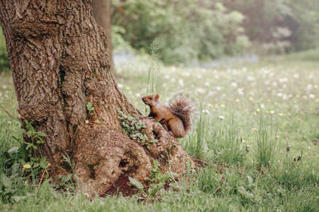 Animal wild life image of red squirrel sitting on large tree in forest on summer day, copyspace for textの写真素材