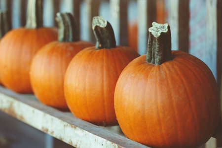 Fresh harvest farm pumpkins on shelf in market place, Halloween and Thanksgiving concept, closeup macro still life, texture wallpaper background, toned with film retro filtersの写真素材