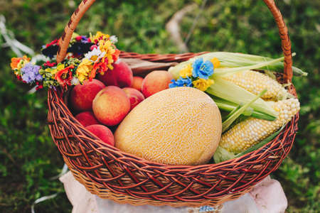 Closeup still life of ripe colorful vegetables and fruits in basket outside on grass on summer day. Autumn fall harvest.の写真素材