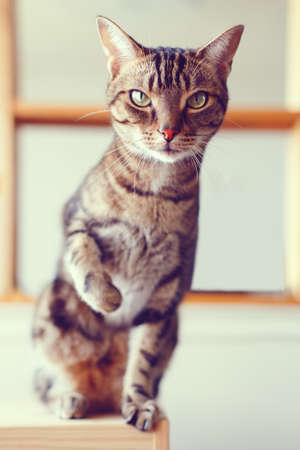 Closeup portrait of cute adorable tabby cat with stripes and yellow green eyes sitting looking in...