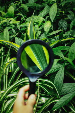 Man woman hand holding magnifying glass. Green plant leaves, view through loupe. Nature study learning concept.の写真素材
