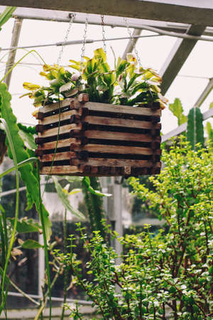 Closeup of wooden flowerbed hanging on the roof balk with green grass flowers plants inside. Details of interior botanical garden.の写真素材