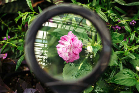 View of pink flower through magnifying glass in botanical garden. Green plant leaves and small red rose, view through loupe. Nature study learning concept.の写真素材