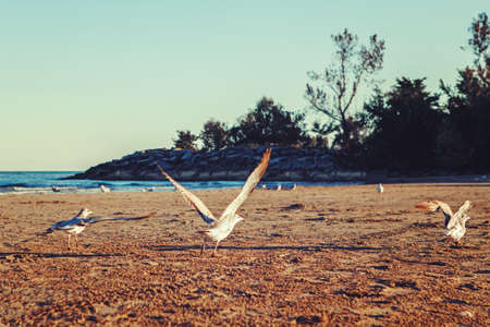 Many seagulls on beach by water sea at sunset.  Flock of birds on shore coastline. Toned with retro hipster filters film effectの写真素材