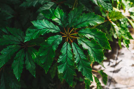 Large green plant bush tree leaves in botanical garden. Nature study learning concept.の写真素材